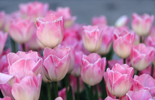 Hermosos tulipanes de cerca —  Fotos de Stock