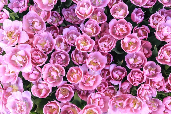 Beautiful tulips close up — Stock Photo, Image