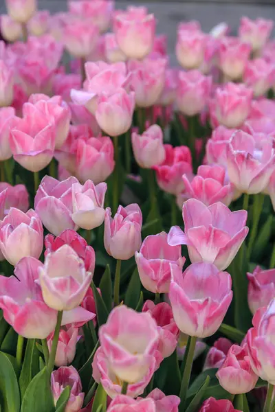 Hermosos tulipanes de cerca —  Fotos de Stock