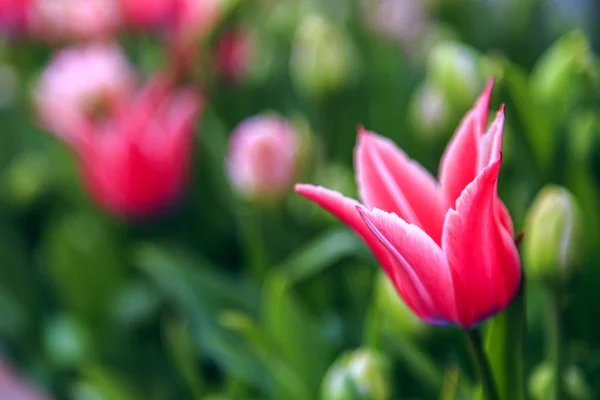 Tulipas bonitas fechar — Fotografia de Stock