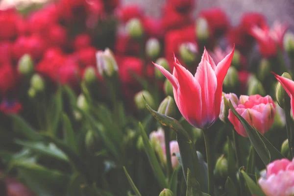 Hermosos tulipanes de cerca —  Fotos de Stock