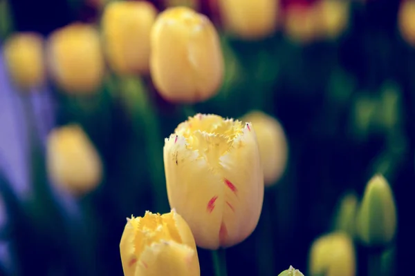 Hermosos Tulipanes Cerca Flores Frescas Primavera Efecto Desvanecido Vintage —  Fotos de Stock