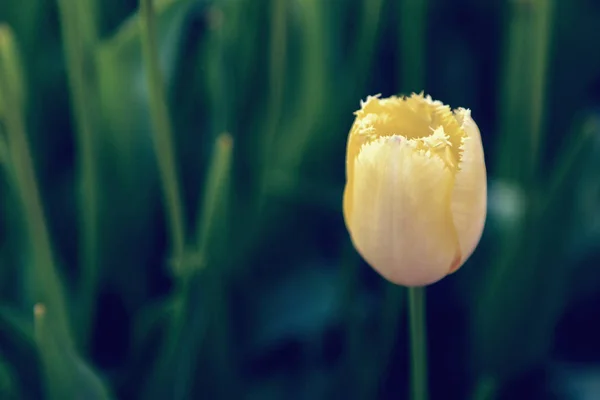 Tulipas bonitas fechar — Fotografia de Stock