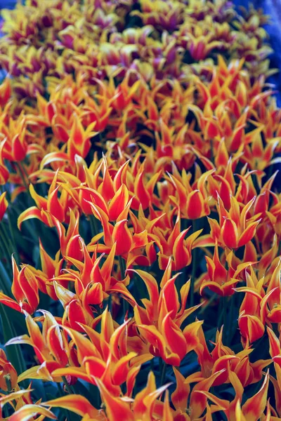 Tulipas bonitas fechar — Fotografia de Stock