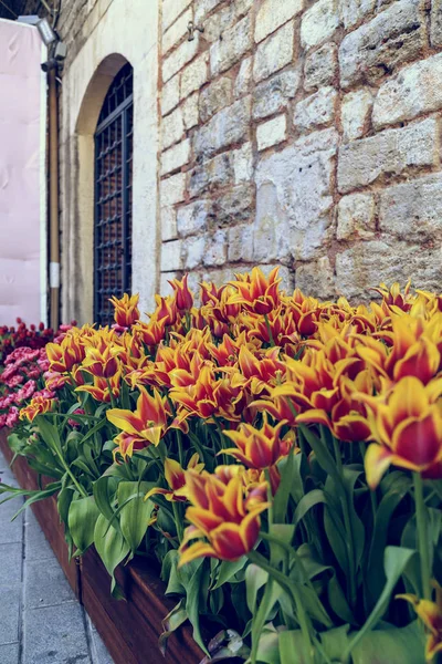 Belles tulipes fermer — Photo