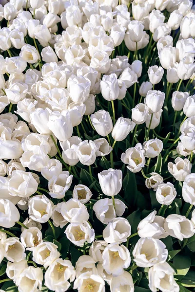 Krásné tulipány zavřít — Stock fotografie