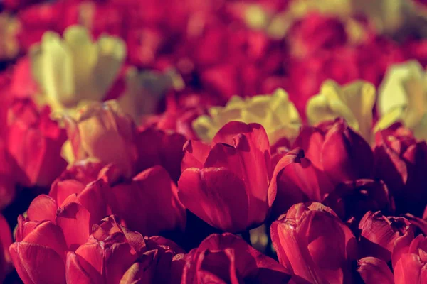 Hermosos Tulipanes Cerca Flores Frescas Primavera Macizo Flores —  Fotos de Stock