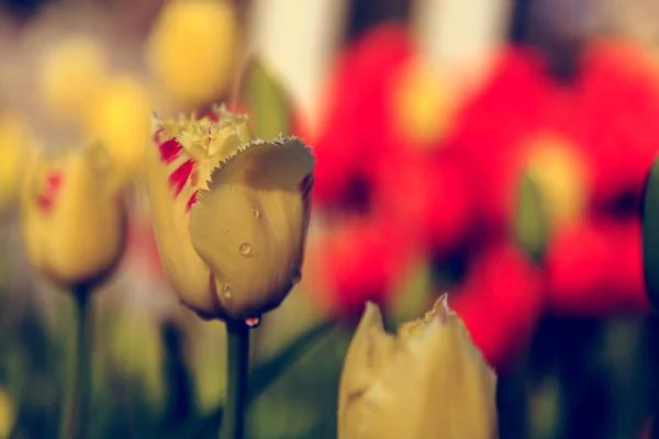 Hermosos Tulipanes Cerca Flores Frescas Primavera Efecto Desvanecido Vintage —  Fotos de Stock