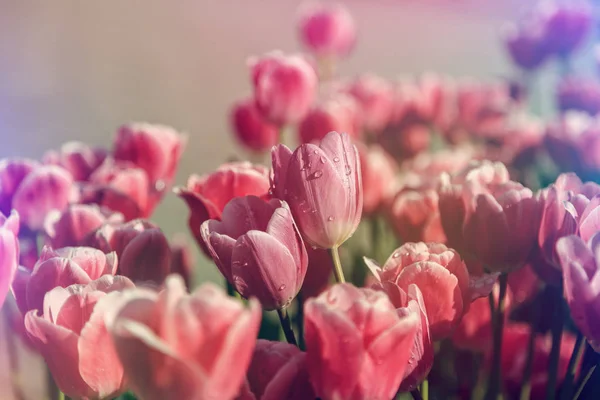 Hermosos Tulipanes Cerca Flores Frescas Primavera Efecto Desvanecido Vintage —  Fotos de Stock