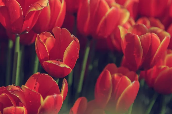 Hermosos Tulipanes Cerca Flores Frescas Primavera Macizo Flores —  Fotos de Stock