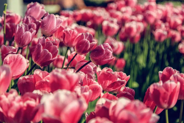 Hermosos Tulipanes Cerca Flores Frescas Primavera Efecto Desvanecido Vintage —  Fotos de Stock