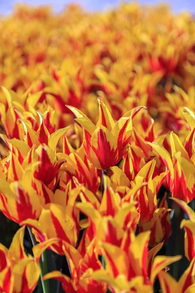 Beautiful tulips close up — Stock Photo, Image