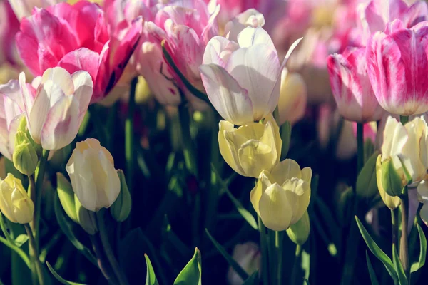 Hermosos tulipanes de cerca —  Fotos de Stock