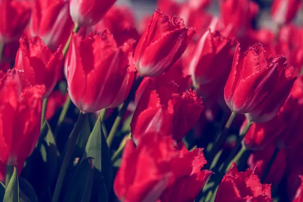 Hermosos tulipanes de cerca —  Fotos de Stock
