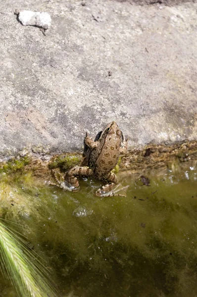 Groene kikker in het water — Stockfoto