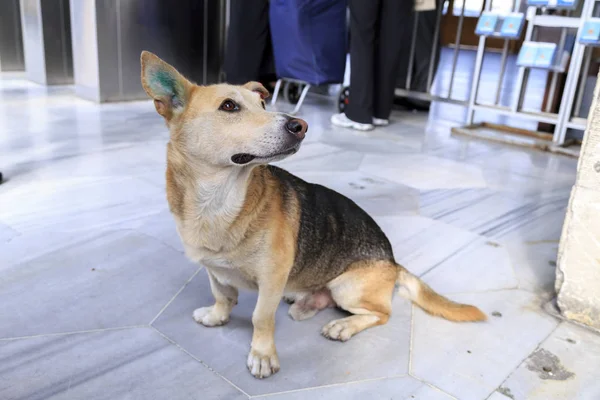 Cute homeless street dog wandering around, Istanbul