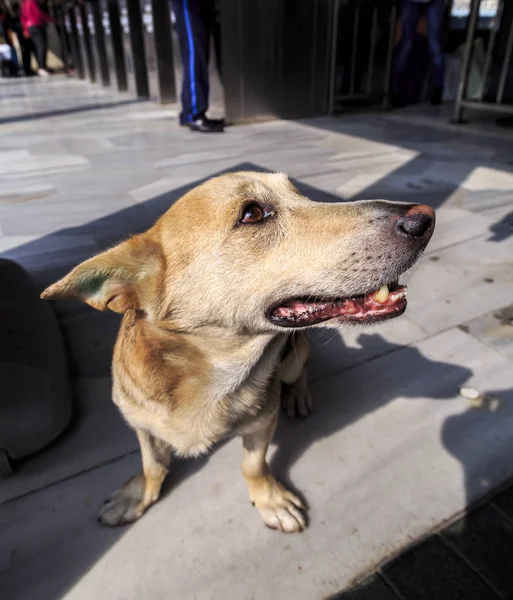 かわいいホームレス通り犬歩き イスタンブール — ストック写真