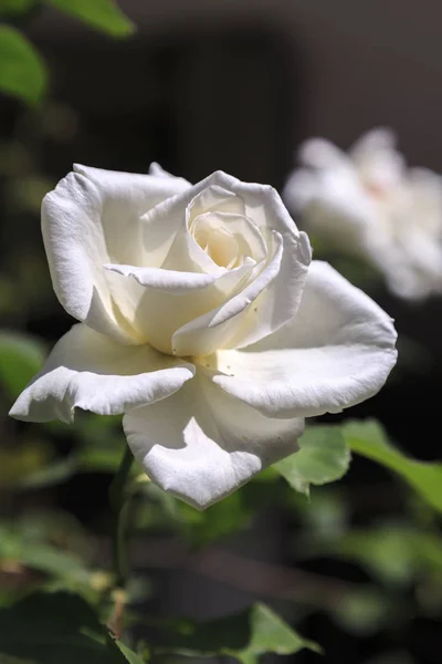 Rosa Blanca Florece Jardín Bajo Luz Natural Del Sol —  Fotos de Stock
