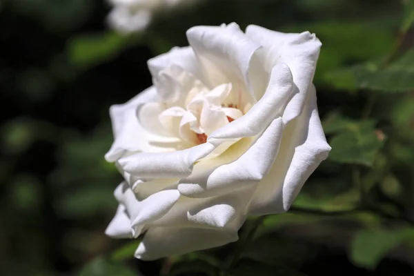 Bahçe Doğal Güneş Işığı Altında Beyaz Gül Çiçeği — Stok fotoğraf
