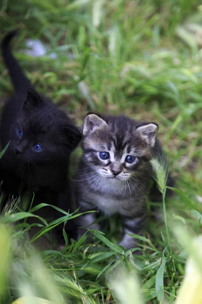 Dos lindos gatitos recién nacidos — Foto de Stock