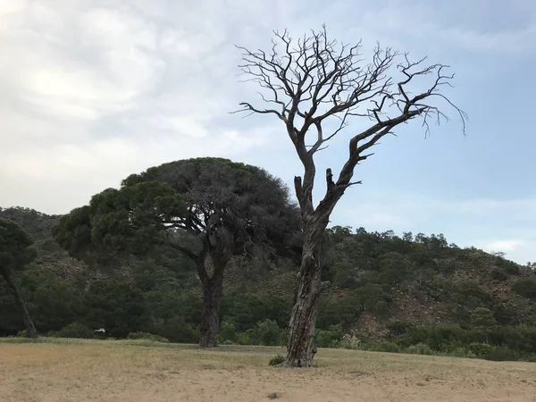 Cirali Küste Und Seine Umgebung Mittelmeerküste Von Antalya Türkei — Stockfoto