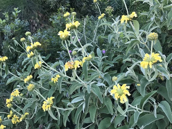 Ervas Verdes Com Flores Amarelas — Fotografia de Stock