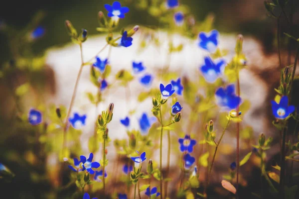 Vahşi Bluebells Ufuk Derin Bokeh Arka Plan Bahar Çiçekleri Ile — Stok fotoğraf