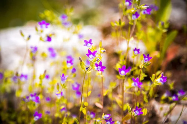 Vilda Blåklockor Nära Håll Med Oskärpa Djupa Bokeh Bakgrund Vårblommor — Stockfoto