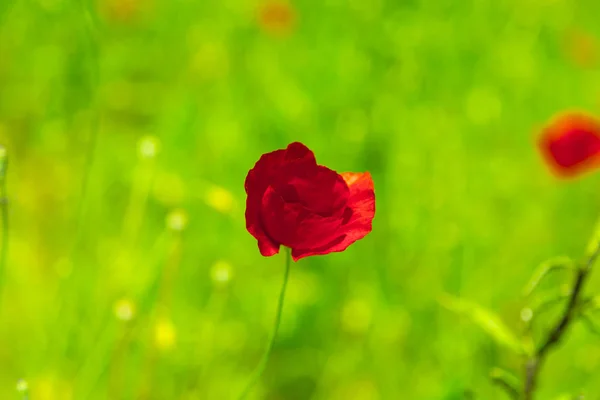 Красный Цветок Мака Зеленом Поле Закрыть Солнечный День — стоковое фото