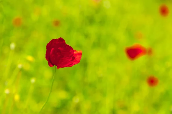 在绿色的田野里的红花 在阳光明媚的日子里关闭 — 图库照片
