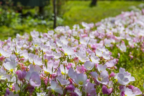 Rosa und weiße Frühlingsblumen — Stockfoto