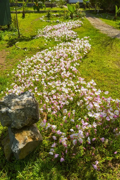 Pink and white spring flowers — Stock Photo, Image