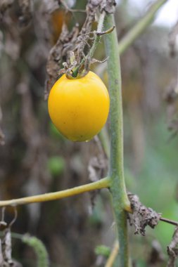 Sebze bahçesinde büyüyen sarı domates