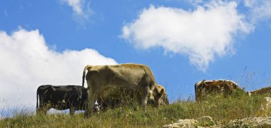 Ths yaz çayır mavi gökyüzü karşı üzerinde ineklerin