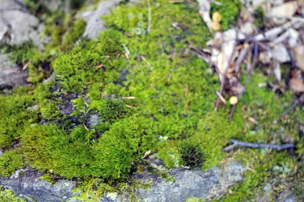 Natursten bakgrund textur med grön mossa — Stockfoto