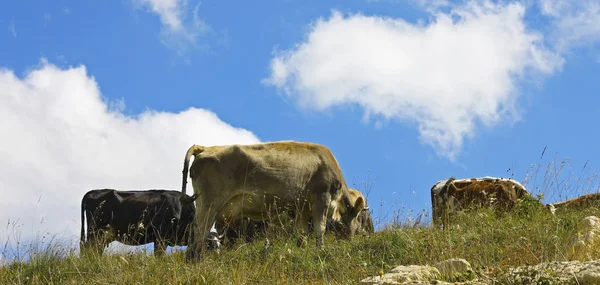 Mucche sul prato estivo ths contro cielo blu — Foto Stock