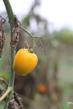 Sebze bahçesinde büyüyen sarı domates