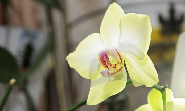 Fleurs orhid floraison Phalaenopsis citron couleurs floraison — Photo