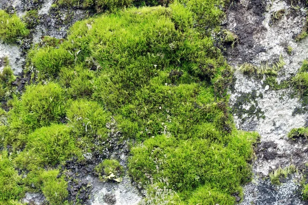 Natursten bakgrund textur med grön mossa — Stockfoto