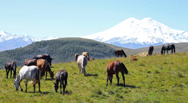 Лошади на осеннем Кавказском лугу — стоковое фото