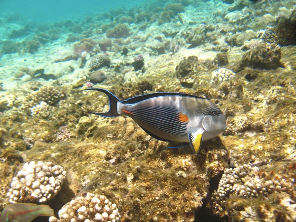 Exotische tropische vissen acanthurus onderwater in het water van de rode zee — Stockfoto