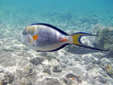 Kızıldeniz su sualtı tropikal egzotik balık acanthurus