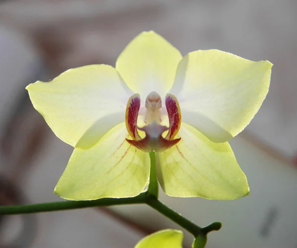 Blooming orhid flowers Phalaenopsis lemon colors blossoming — Stock Photo, Image