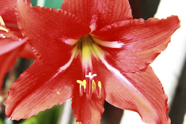 Kırmızı amaryllis yaz bahçesinde çiçek açan — Stok fotoğraf