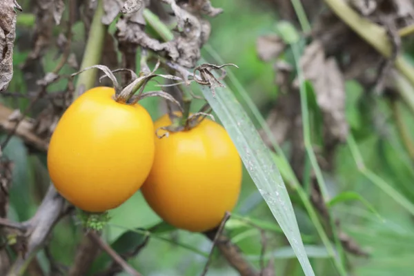 Желтые помидоры, растущие в саду — стоковое фото