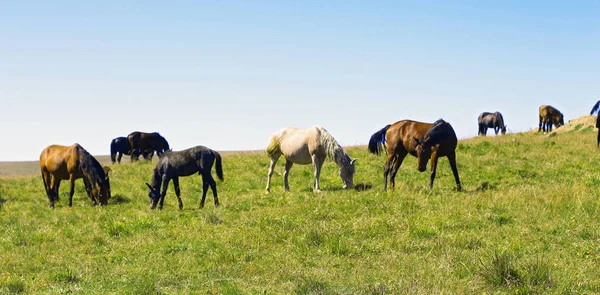 A Horses On The Autumn Caucasus Meadow — Stock Photo, Image