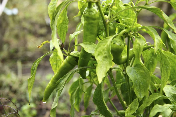 Green hot peppers growing at the vegetable garden — Stock Photo, Image