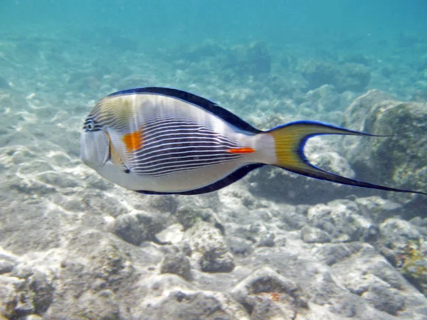 Acanthurus tropikalnych ryb egzotycznych, pod wodą w wodzie Morza Czerwonego — Zdjęcie stockowe