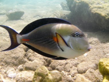 Kızıldeniz su sualtı tropikal egzotik balık acanthurus
