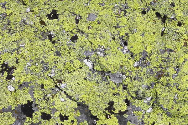 Textura de fundo de pedra natural com musgo verde — Fotografia de Stock